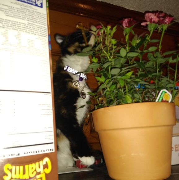 Meet your Posher, Jesse - Picture 3 of 4